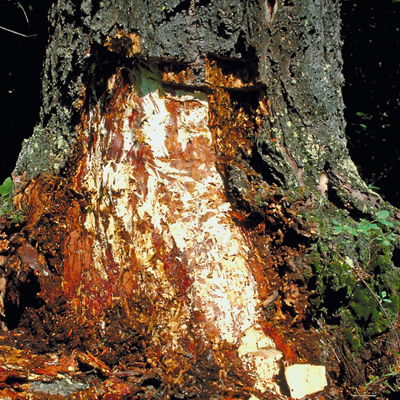 Tree Fungus in South East Queensland