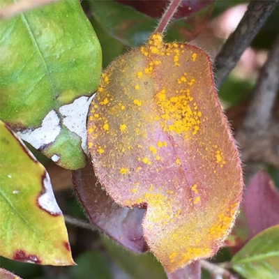 Tree Fungus in South East Queensland