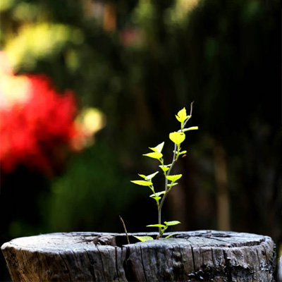 Why You Need to Remove That Tree Stump