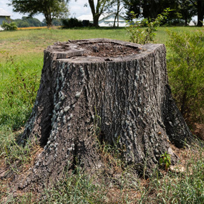 Why You Need to Remove That Tree Stump
