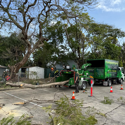 Why You Need to Remove That Tree Stump