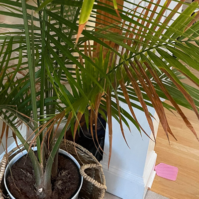 Caring for Young Palms in the Peak of Summer: Tips for Strong, Resilient Growth