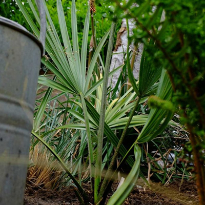 Caring for Young Palms in the Peak of Summer: Tips for Strong, Resilient Growth