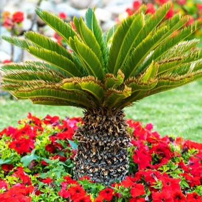 Caring for Young Palms in the Peak of Summer: Tips for Strong, Resilient Growth