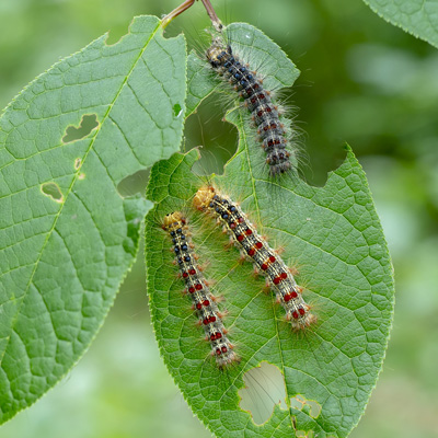 Summer Tree Pest Patrol