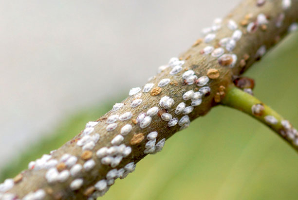 Summer Tree Pest Patrol