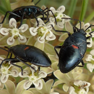 Summer Tree Pest Patrol