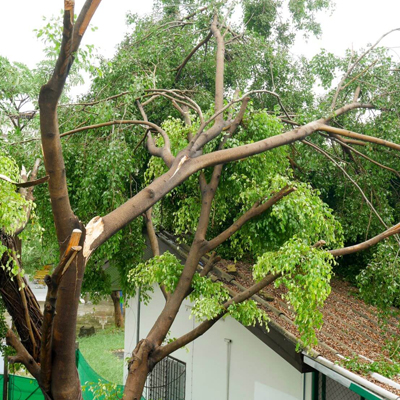 What to Do If a Tree Is Too Close to Your Home