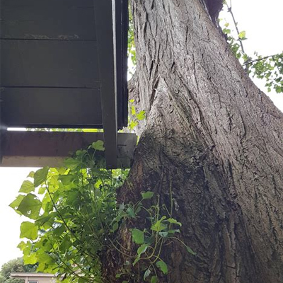 What to Do If a Tree Is Too Close to Your Home