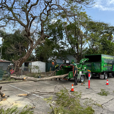 What to Do If a Tree Is Too Close to Your Home