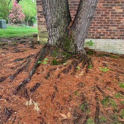 What to Do If a Tree Is Too Close to Your Home