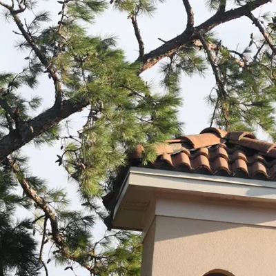 What to Do If a Tree Is Too Close to Your Home