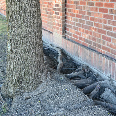 What to Do If a Tree Is Too Close to Your Home