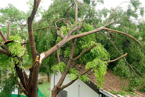 What to Do If a Tree Is Too Close to Your Home