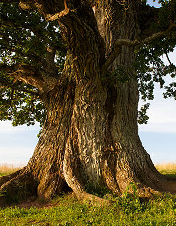 Managing Mature Trees