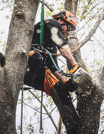 Managing Mature Trees