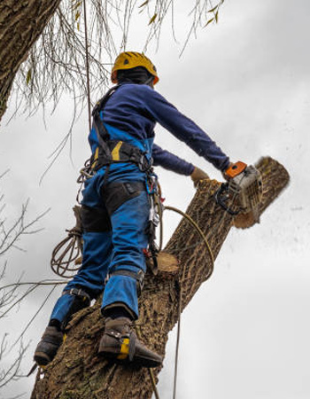 Managing Mature Trees