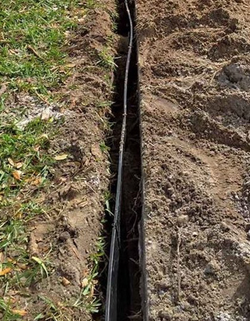 Root Health 101: Spotting and Preventing Underground Issues