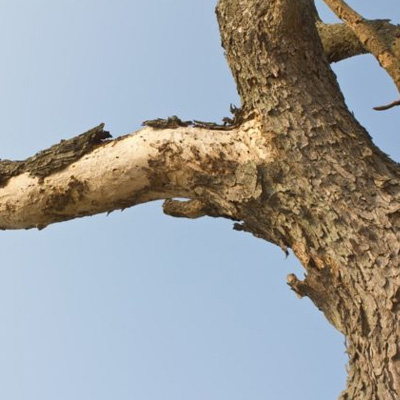 peeling bark showing deadwood
