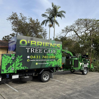 Managing Large Gum Trees in Residential Areas