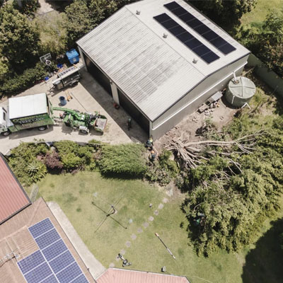 Managing Large Gum Trees in Residential Areas