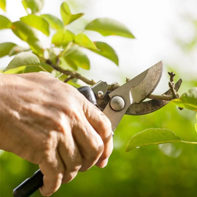 Should You Seal Pruned Limbs? The Truth About Tree Wound Care
