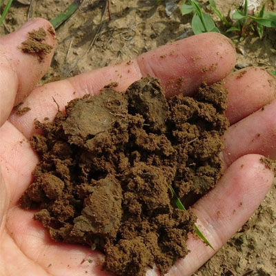 Companion Planting with Trees: Supporting Tree Health & Landscape Vitality