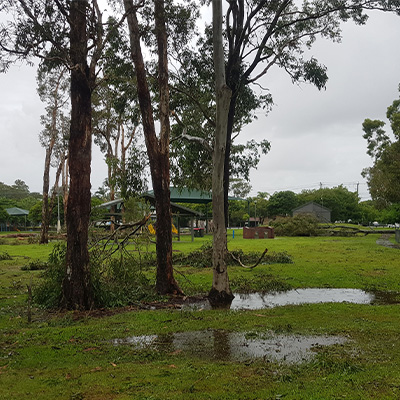 Post-Cyclone Tree Recovery