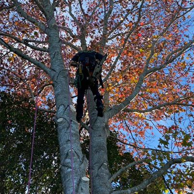 Removing a Gum Tree: What You Need to Consider
