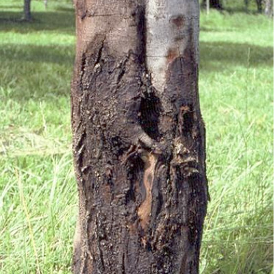 Removing a Gum Tree: What You Need to Consider