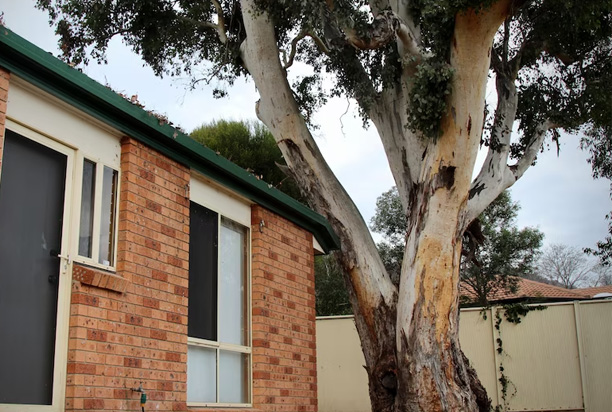 Removing a Gum Tree: What You Need to Consider