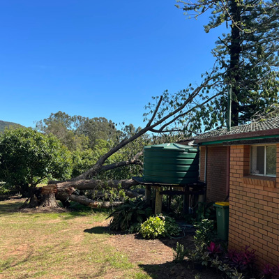 Removing a Gum Tree: What You Need to Consider