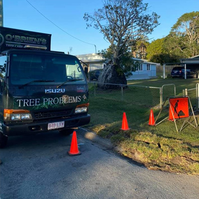 Removing a Gum Tree: What You Need to Consider