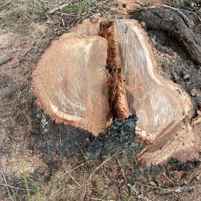 Removing a Gum Tree: What You Need to Consider