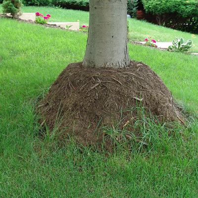 The Benefits of Mulching Around Trees: Health, Protection & Growth