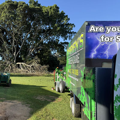Jacaranda Tree Care: Keeping Brisbane's Iconic Trees Thriving