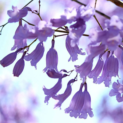 Jacaranda Tree Care: Keeping Brisbane's Iconic Trees Thriving