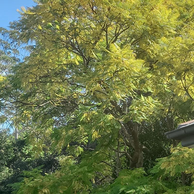 Jacaranda Tree Care: Keeping Brisbane's Iconic Trees Thriving