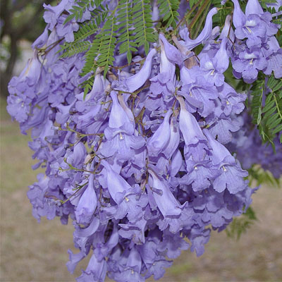 Jacaranda Tree Care: Keeping Brisbane's Iconic Trees Thriving