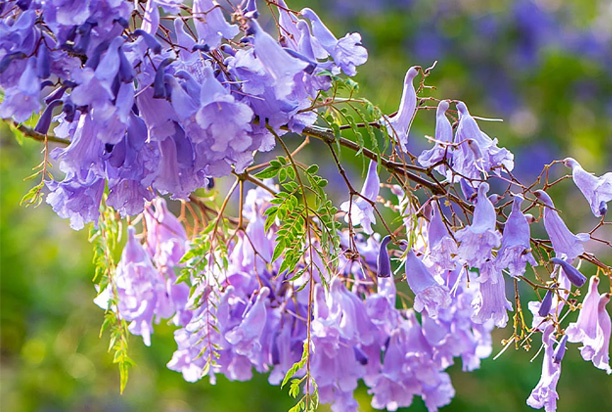 Ornamental Trees and Tree Care