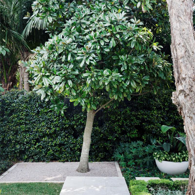Ornamental Trees and Tree Care
