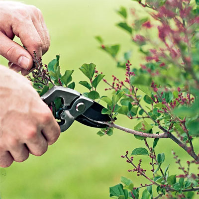 Ornamental Trees and Tree Care