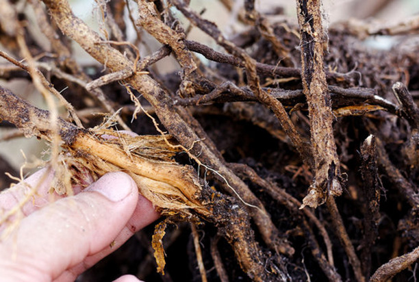Root Rot in Trees