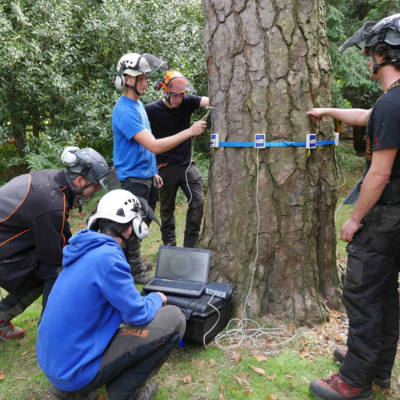 School Tree Maintenance