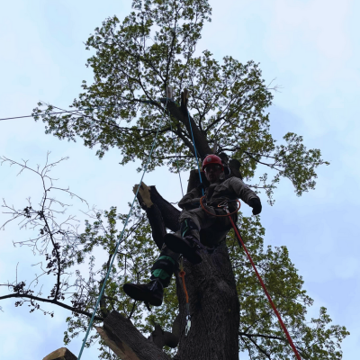 School Tree Maintenance