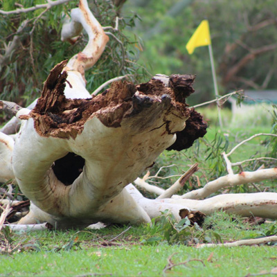 Golf Course Tree Care: Keeping Your Greens Beautiful and Healthy