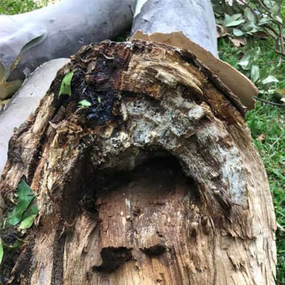 Need a certified arborist report for council, strata or storm damage? Get expert findings, photographic evidence, and practical guidance.