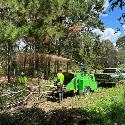 Need a certified arborist report for council, strata or storm damage? Get expert findings, photographic evidence, and practical guidance.