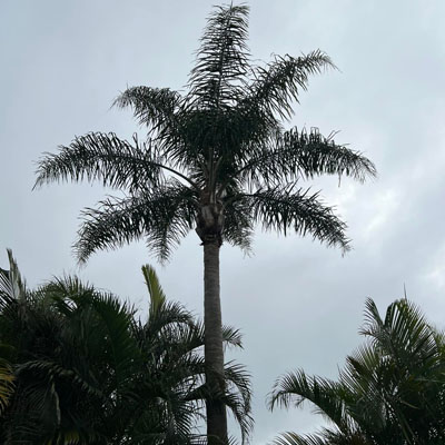 Planting Trees for Privacy: Your Guide to Creating a Natural Screen