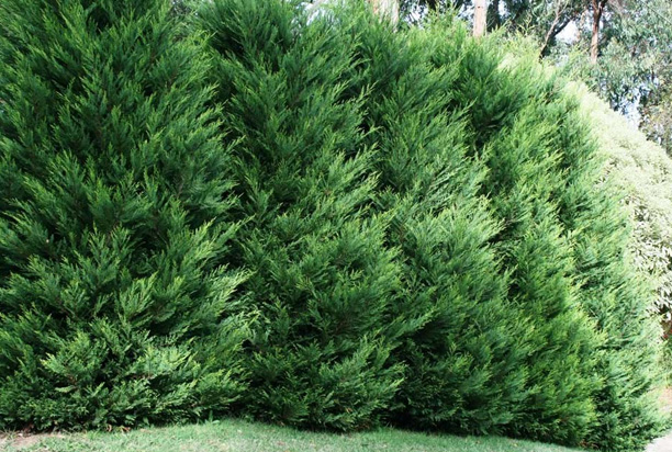 Planting Trees for Privacy: Your Guide to Creating a Natural Screen